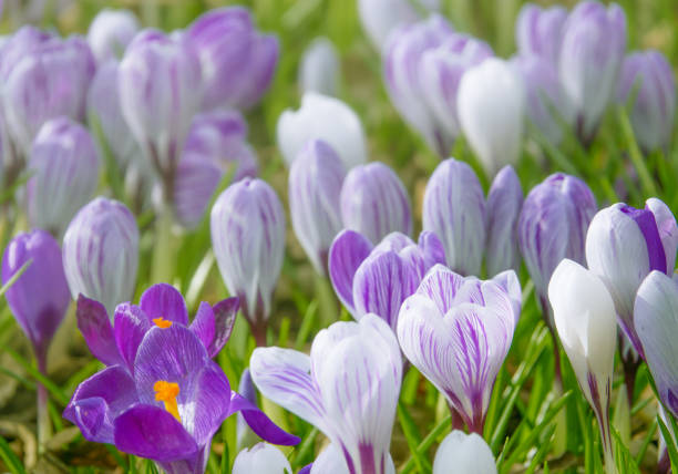 Background Image of Purple Spring Crocuses