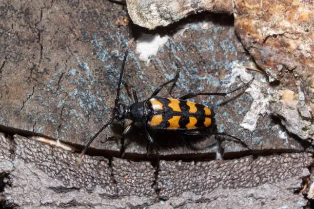 Black-yellow longhorn beetle is sitting on a tree stump. Wood beetle pest. Close up.