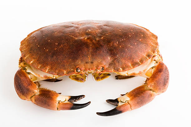 istock Edible crab / Cancer pagurus 121159038