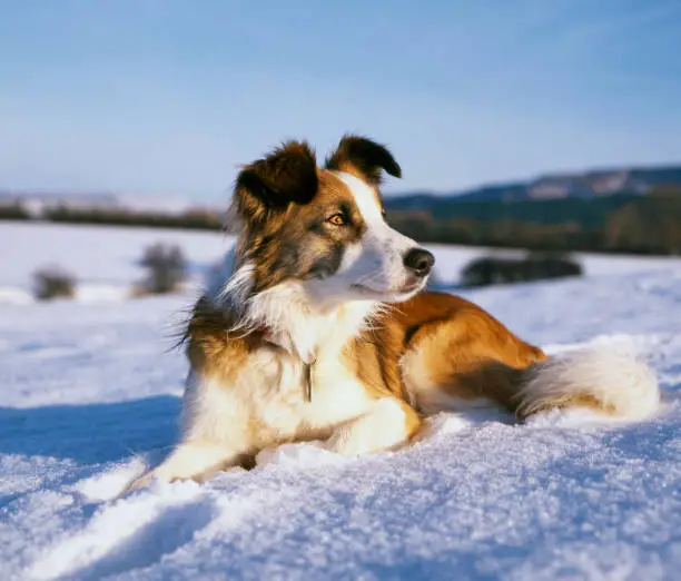 Photo of Welsh Border Collie Sheepdog in snow