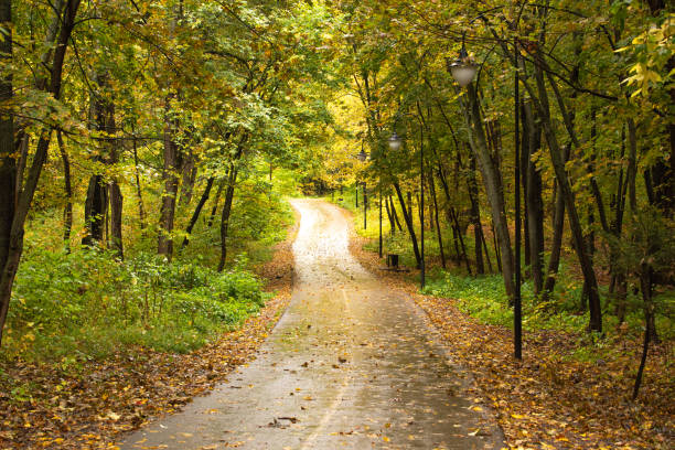 istock Autumn foliage yellow colors on road 1211592138