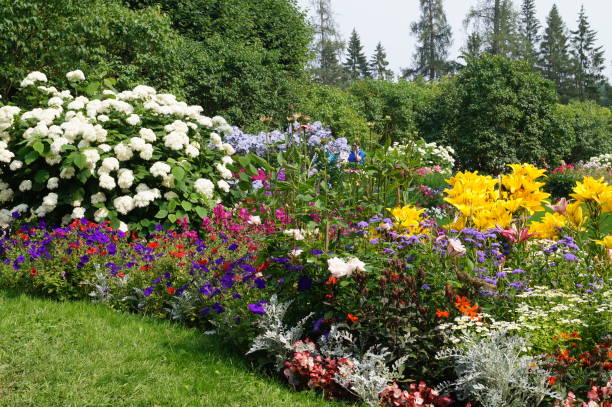 istock Different flowers bloom on the flowerbed 1211593135