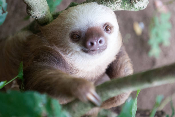 Hoffman's Two-Toed Sloth stock photo