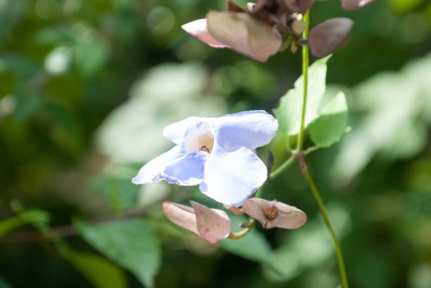 Flower of Brunfelsia stock photo