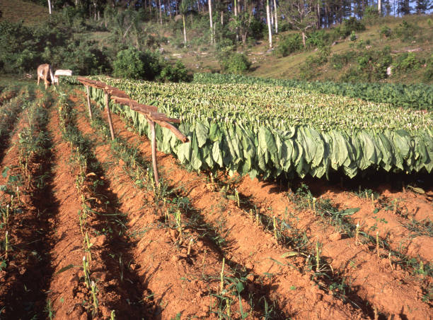 istock Tobacco plantation in the Vinales valley 1211596115