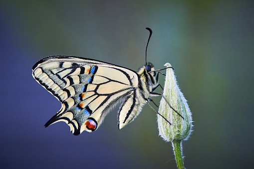Doris long wing (Heliconius doris) butterfly in Costa Rica.