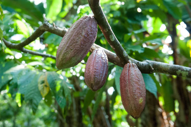 Cocoa Fruit stock photo