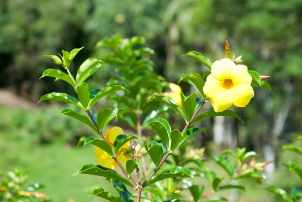 Yellow Allemanda Flower stock photo