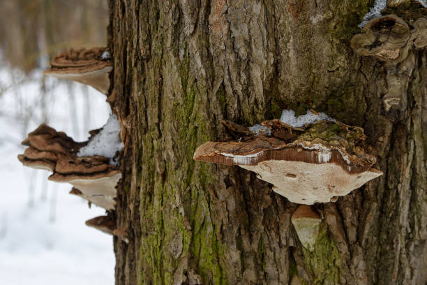 istock Mushroom tinder fungus on a tree trunk. 1211599512