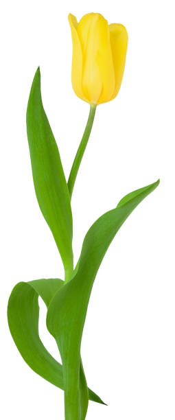 istock Spring flower tulip with a yellow bud isolated on white background 1211599530