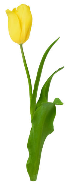 istock Spring flower tulip with a yellow bud isolated on white background 1211599533