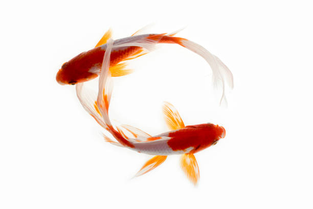 Yin yang koi fish or carp fish in pond