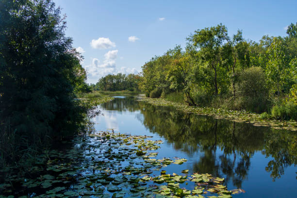 istock Acarlar floodplain longoz forest, Sakarya, Turkey 1211600068