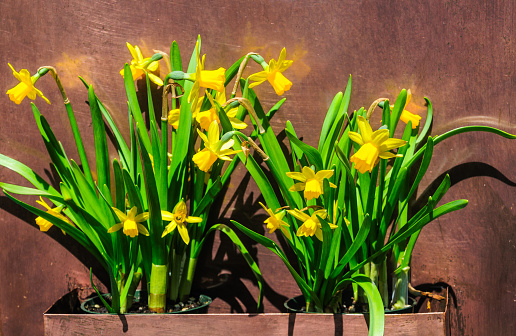 Springtime mini Tete a Tete daffodils grow in a copper planter against a copper backdrop.