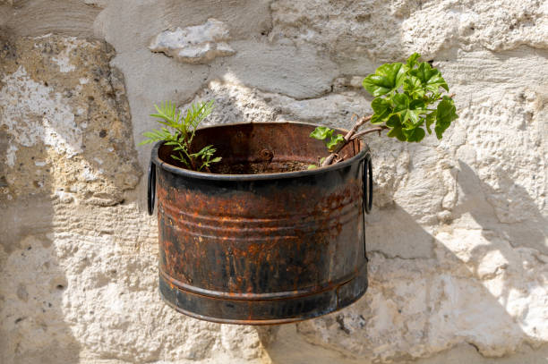 istock Old metal rusty pot with flowers growing in it. Geranium flower 1211600243
