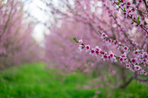 istock Beautiful floral background with blooming almonds. 1211600896