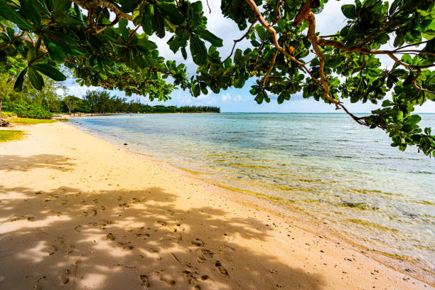 Tropical solitude dream beach at le morne south mauritius island, indian ocean