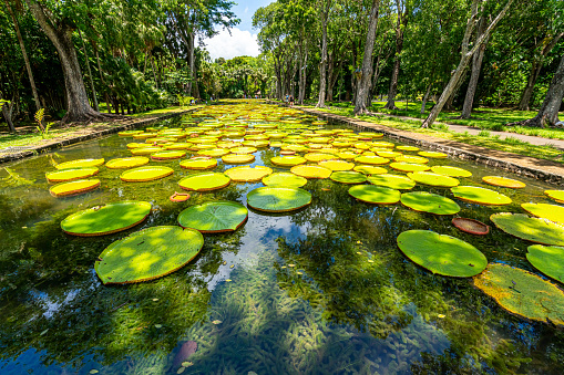 Giant water lilies (Victoria Amazonica) Sir Seewoosagur Ramgoolam Botanic Garden, Mauritius
