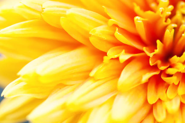 istock Yellow flowers in soft style for background 1211601837