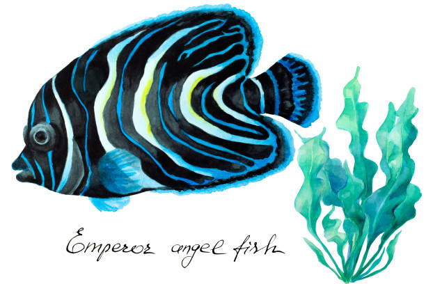 istock Emperor angelfish (Pomacanthus imperator), watercolor. 1211604484