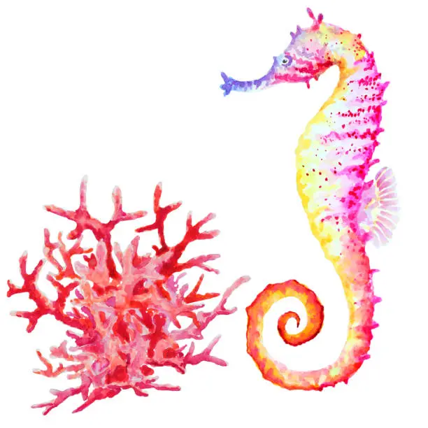 Photo of Varicolored seahorse and red coral on white background, watercolor.
