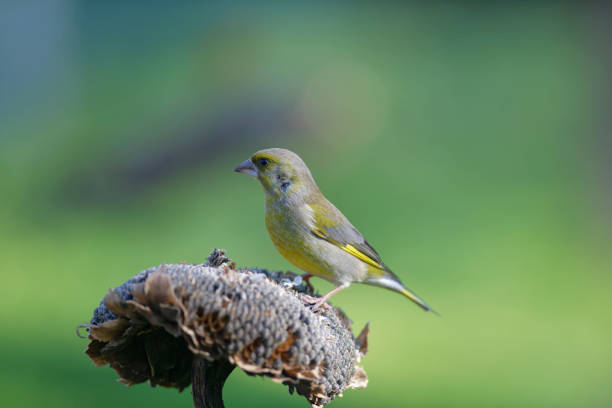 istock Green finch on sunflower (Chloris chloris) 1211604710