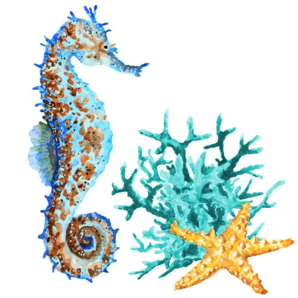 Photo of Colorful seahorse, coral and starfish on white background, watercolor.