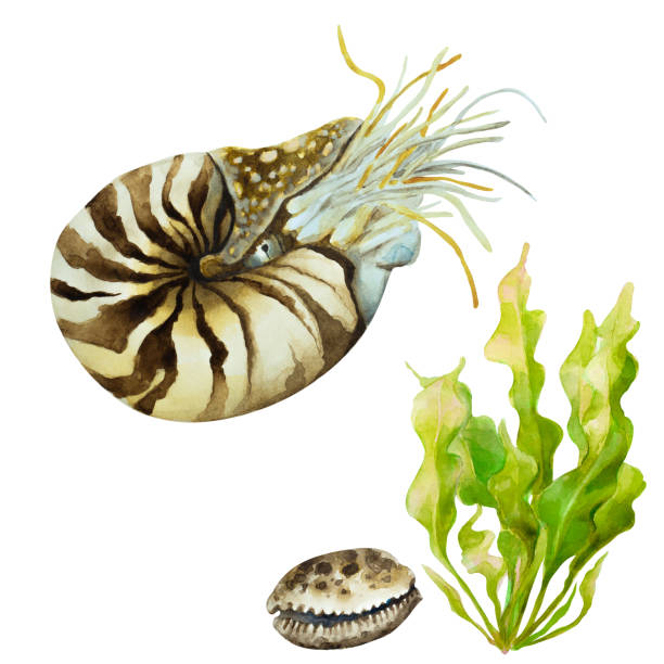 istock Nautilus mollusk nautilus on a white background, watercolor. 1211605002