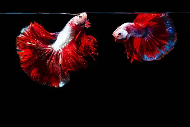 Capture the moving moment of siamese fighting fish, Two betta fish isolated on black background
