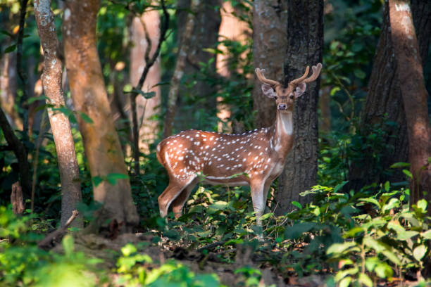 istock Male spotted deer looking towards 1211606112