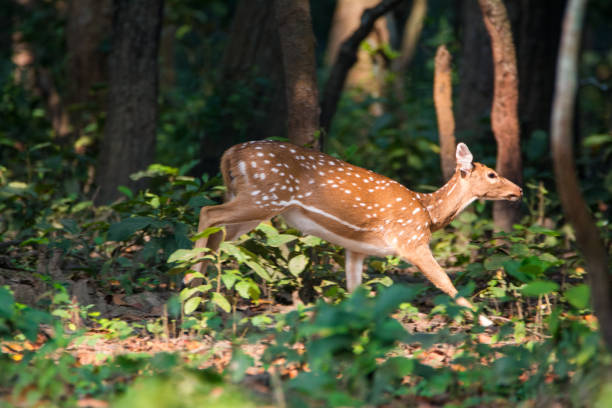 istock Beautiful young spotted deer running away 1211606362