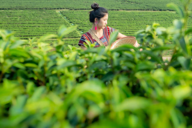 azjatyckie kobiety ubrane w niebieskie koszule zbierające liście herbaty na plantacji herbaty w prowincji chiang rai, tajlandia - tea crop tea leaves plantation farmer zdjęcia i obrazy z banku zdjęć