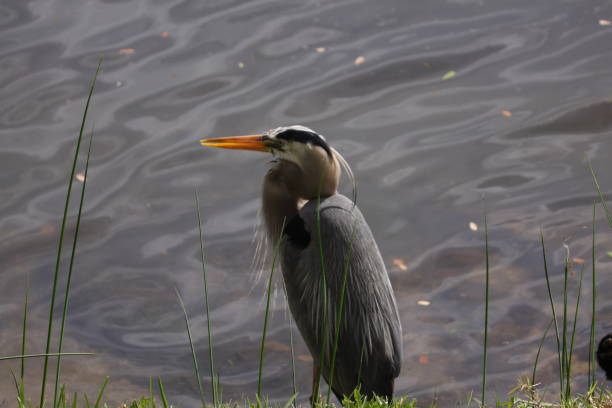 istock march 8, 2020 great blue heron by the water's edge 1211606687