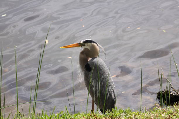 istock march 8, 2020 great blue heron by the water's edge 1211606691