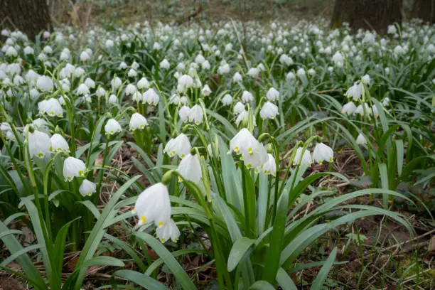 Delicate flower called Spring snowflake (Leucojum vernum), is a perennial bulbous flowering plant species in the family Amaryllidaceae. Carpet of blooming spring snowflakes in a floodplain forest. Spring concept.