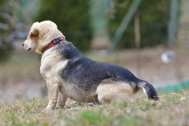 istock Domestic dog sleeping on the grass while waiting for his master 1211606831
