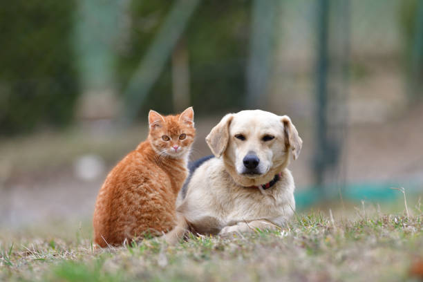 Domestic dog sleeping on the grass along with carroty cat as a best friends stock photo
