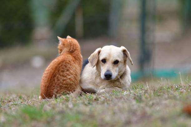 pies domowy śpiący na trawie wraz z marchewką kota jako najlepsi przyjaciele - dog domestic cat puppy group of animals zdjęcia i obrazy z banku zdjęć