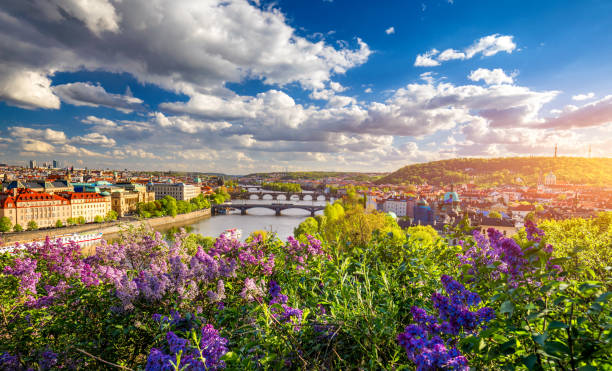 Amazing spring cityscape, Vltava river and old city center with colorful lilac blooming in Letna park, Prague, Czechia. Blooming bush of lilac against Vltava river and Charles bridge, Prague, Czechia. increíble paisaje urbano de primavera, el río moldava y el centro de la ciudad vieja con coloridos lilas que florecen en el parque letna, praga, chequia. arbusto floreciente de lila contra el río moldava y el puente de carlos, praga, chequia.