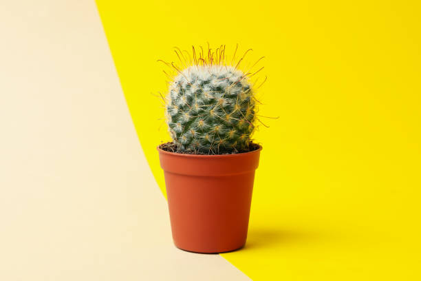 istock Cacti in pots on two tone background, space for text 1211607329