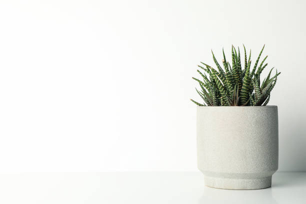 istock Succulent plant in pot on white background, space for text 1211607659