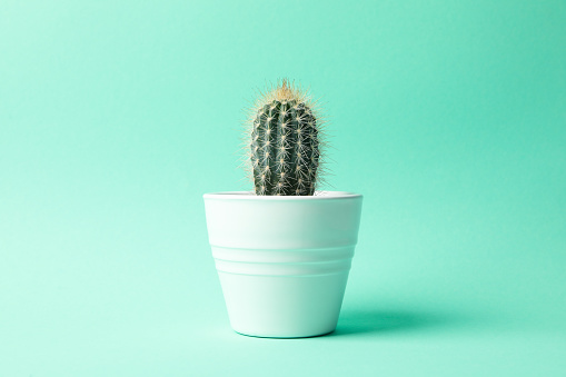 Cactus in pot on mint background, space for text