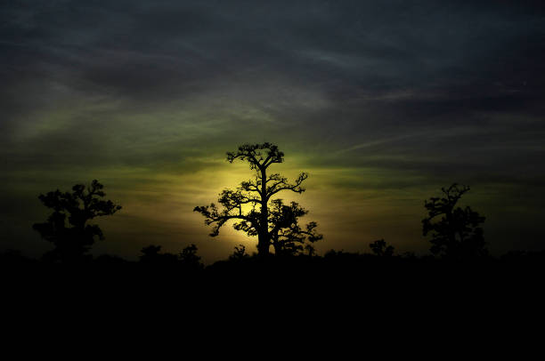 Baobab sunset in Senegal lake. Africa.