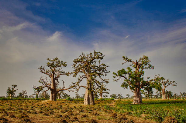 A huge baobab tree on a white back ground