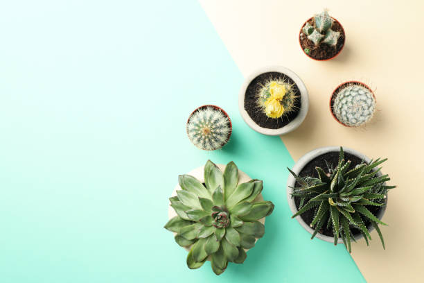 istock Succulent plants on two tone background, top view 1211608165