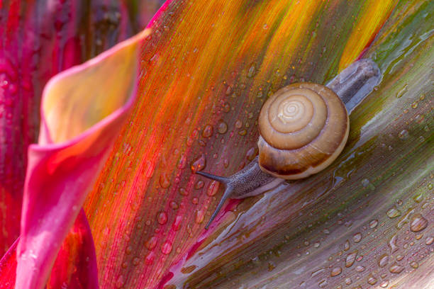 caracóis : polymita picta ou caracóis cubanos um dos mais coloridos e belos caracóis terrestres do wolrd de cuba , conhecido como "caracóis pintados", espécies raras, ameaçadas de extinção e protegidas. - snail environmental conservation garden snail mollusk - fotografias e filmes do acervo