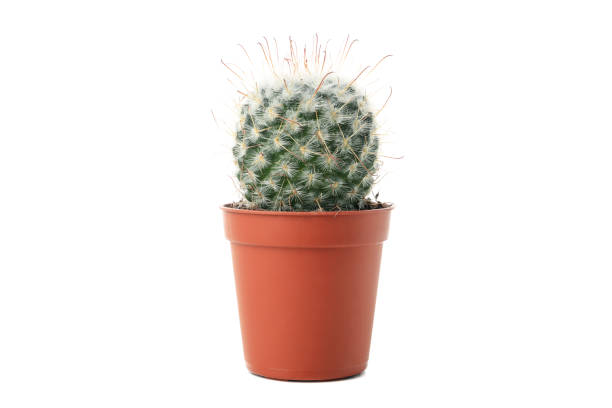 istock Cactus in pot isolated on white background 1211608262