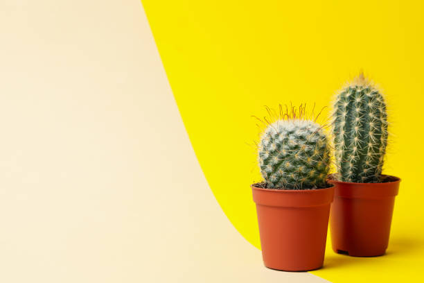 istock Cacti in pots on two tone background, space for text 1211608338