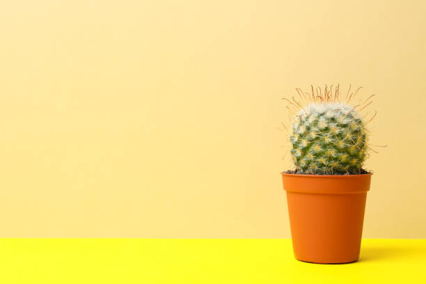 istock Cactus in pot on yellow table, space for text 1211608473