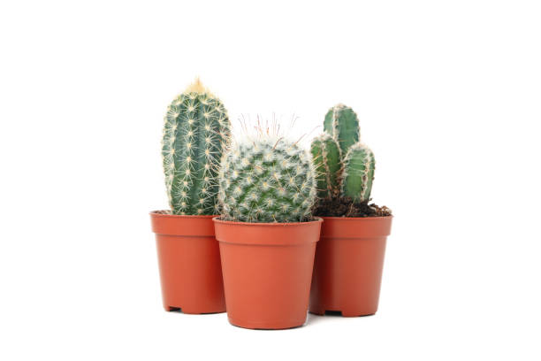 istock Cacti in a pots isolated on white background 1211609496
